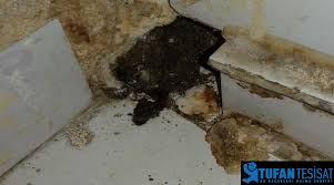 Rutubet nasıl önlenir, rutubet nasıl giderilir sorularınıza bir nebze de olsa çözüm olabilecek, rutubet önleyici boya. Beton Arasindan Su Sizmasi Nasil Onlenir