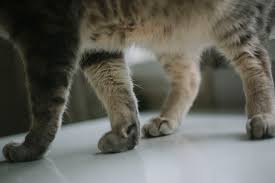 They provide the cat with a sense of direction, stability, balance and location. Why Do Cats Have Whiskers Their Purpose What Cat Whiskers Are For