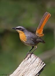 Identification Small Birds Of South Africa Cape Robin Chat In South Africa By Pablo Tropical Birding Tours Nature Birds Beautiful Birds Colorful Birds
