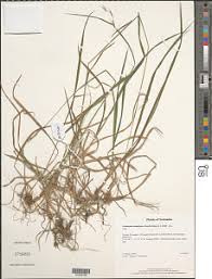 Image result for Triraphis schinzii