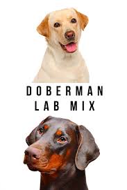 What are the grooming requirements? Doberman Lab Mix A Guide To The Labrador Doberman Cross