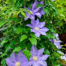 クレマチスの育て方 栽培方法 植え方やお手入れのコツやポイントまで 通販 ディノス