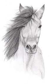 26 stunning drawings of animals made from pencil and paper. Horse Pencil Sketch By Vulpes Corsac On Deviantart Esbocos De Animais Desenhos De Animais Realistas Easy Pencil Drawings