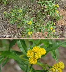 Image result for Psiadia punctulata