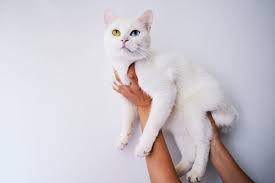 What Makes White Cats So Special Petful