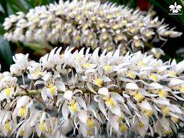 In der literatur zu orchideen wird oft von gattungen, arten und hybriden gesprochen. Orchideengarten Karge Liphard In Dahlenburg Home Facebook