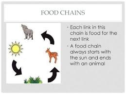 That's because these establishments have already built an army of loyal customers over the decades. Food Chains And Food Webs Ppt Download