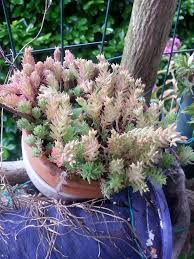 Image result for Plicosepalus amplexicaulis