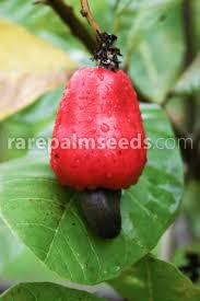 Image result for Anacardium