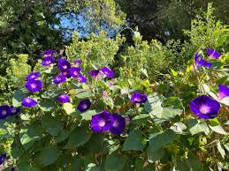 Image result for Ipomoea magnusiana