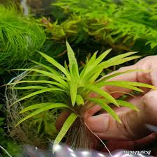 Image result for Eriocaulon inyangense