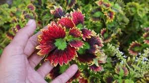 Image result for Coleus tetragonus
