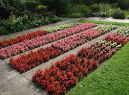 Image result for begonia semperflorens