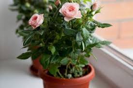Daun bunga rose gugur kekuningan. Apa Yang Perlu Dilakukan Jika Daun Kebun Naik Menjadi Kuning Dan Gugur Pada Musim Panas Mengapa Ia Kering