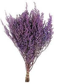 Image result for Stoebe