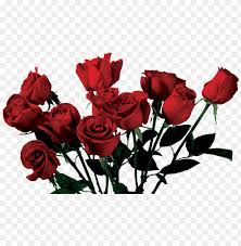 Gambar daun kelor png paling bagus download now daun kelor png vecto. Rose Aesthetic Png Image With Transparent Background Png Free Png Images Rose Aesthetic Png Images For Editing Png Aesthetic