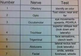 Cranial Nerves Cheat Sheet Cranial Nerve Neuro Assessment