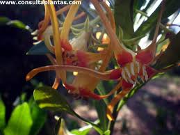 Image result for Strophanthus speciosus