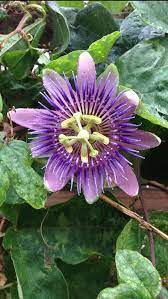 Passiflora Incarnata L Purple Passion Flower Maypop Vine Purple Passion Flower Passion Flower Passiflora