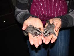 Petaurus Breviceps Sugar Glider