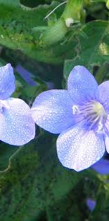 Image result for Barleria delagoensis