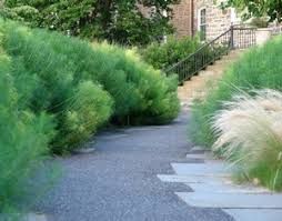 Image result for Cyanastrum johnstonii