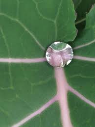 Water Droplet On Purple Sprouting Broccoli Avon Mill Garden Centre Loddiswell Devon Garden Center Avon Purple