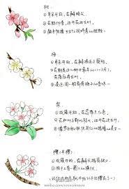 如何区别桃花 杏花 李花 樱花 梨花和梅花 知乎 container gardening vegetables asian art art for kids