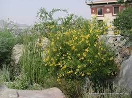 Image result for Tecoma stans