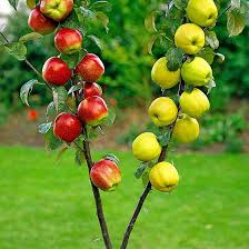 Quindi in questi casi è necessario che su uno stesso terreno siano. I 10 Alberi Da Frutta Piu Richiesti Bakker Com