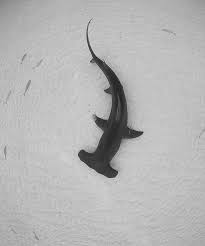 Black And White Hammerhead Shark Tattoo Seas Black Seasblack On Instagram Beautiful Hammerhead Shark Photographed By Sharksneedlove Saveours Hammerhead Shark Tattoo Hammerhead Shark Shark Art