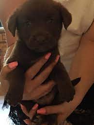 Puppies For Sale Chocolate Lab X Border Collie Krugersdorp Choclate Labrador X Border Collie Puppies Dog Breeders Gallery 75800