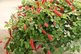 Image result for Acalypha sonderiana