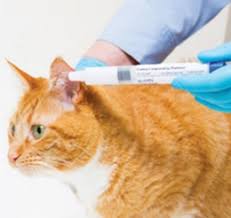 Autoradiographic investigation of cell proliferation in the brains of rats and cats. Veterinary Triangle Pharmacy