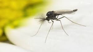 Oftmals ist der grund, dass obst offen in der wohnung liegt und die fliegen darauf nisten. Trauermucken Befall Erkennen Loswerden Und Dauerhaft Vertreiben