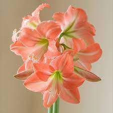 Amaryllis Serenity Amaryllis Amaryllis Bulbs White Flower Farm