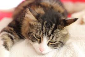 This product contains 100% natural and organic herbs that will optimize your pet's. Olive Oil As A Cat Constipation Remedy Lovetoknow