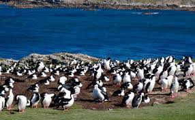 A solo 600 kilómetros de la ciudad de río gallegos, se encuentra uno de los territorios en disputa más representativos de nuestra era. Ya Puedes Adquirir Una Isla De Las Malvinas Repleta De Pinguinos Y Focas Por Un Modico Precio