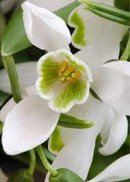 Pin By Conny Camacho On Flowers Breathtaking Beautiful Flowers Amazing Flowers Planting Flowers
