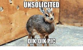 Unsolicited Dik Dik Pic Meme Google Search Dik Dik Pics Geeky Humor
