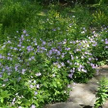 Image result for Geranium aculeolatum