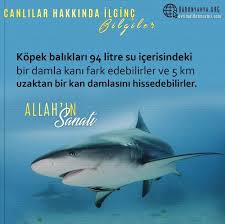 Esra Toprak Adli Kullanicinin Allah Mukemmel Yaratiyor Panosundaki Pin Sanat Tirlar Bilgi