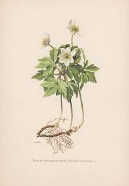 Vintage Botanical Print Anemone Nemorosa Wood Anemone Windflower Flora Illustration 1950 S Botany Print Wildflower Lithograph Vintage Botanical Prints Botanical Prints Botanical Drawings