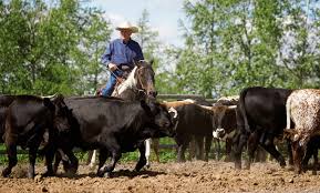 If you or your family are looking for places to take guided horseback trail rides rates vary depending on the location and the length. Horseback Ride And Admission This Is The Place Heritage Park Groupon