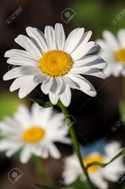 The time of day that the flowers are gardeners who want to attract bees, butterflies, and birds to their gardens will not be disappointed with evening primrose. White Daises In Summer Garden Colorful Garden Flowers Stock Photo Picture And Royalty Free Image Image 80601500