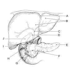 Fatty liver liver disease liver cancer hepatitis c, the doctor carried the liver away liver human body diagram cirrhosis organ, others, anatomy, liver, human body png. Gi Tract Liver Duodenum Pancreas Diagram Quizlet