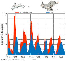 lynx description size habitat facts britannica