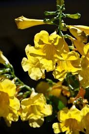 Maybe you would like to learn more about one of these? Esperanza Plant Growing Esperanza Perennials Esperanza Plant Plants Long Blooming Perennials