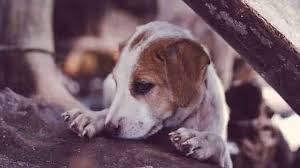 What to do for parvo? Parvo In Puppies Petcarerx