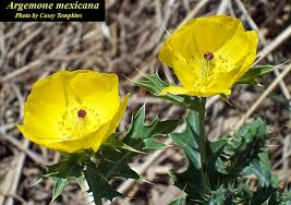 Image result for Argemone mexicana